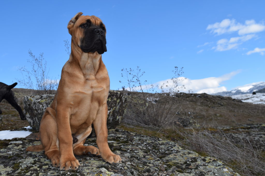 GCh Ch NorthWood’s Wrong Side of Heaven “Heathen” Cane Corso photo