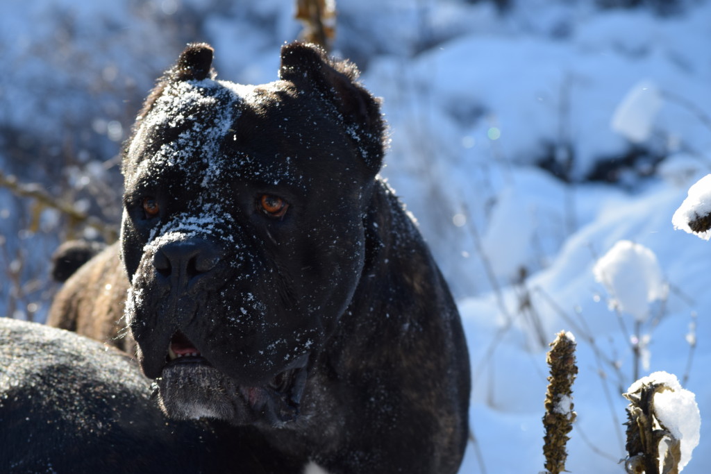 The OG Diesel Cane Corso portrait