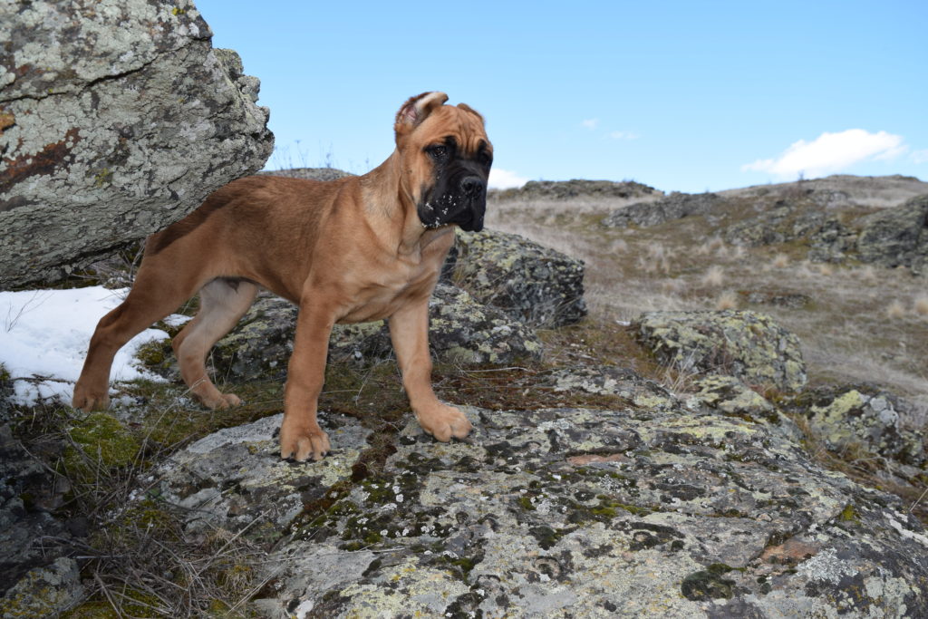 GCh Ch NorthWood’s Wrong Side of Heaven “Heathen” Cane Corso photo