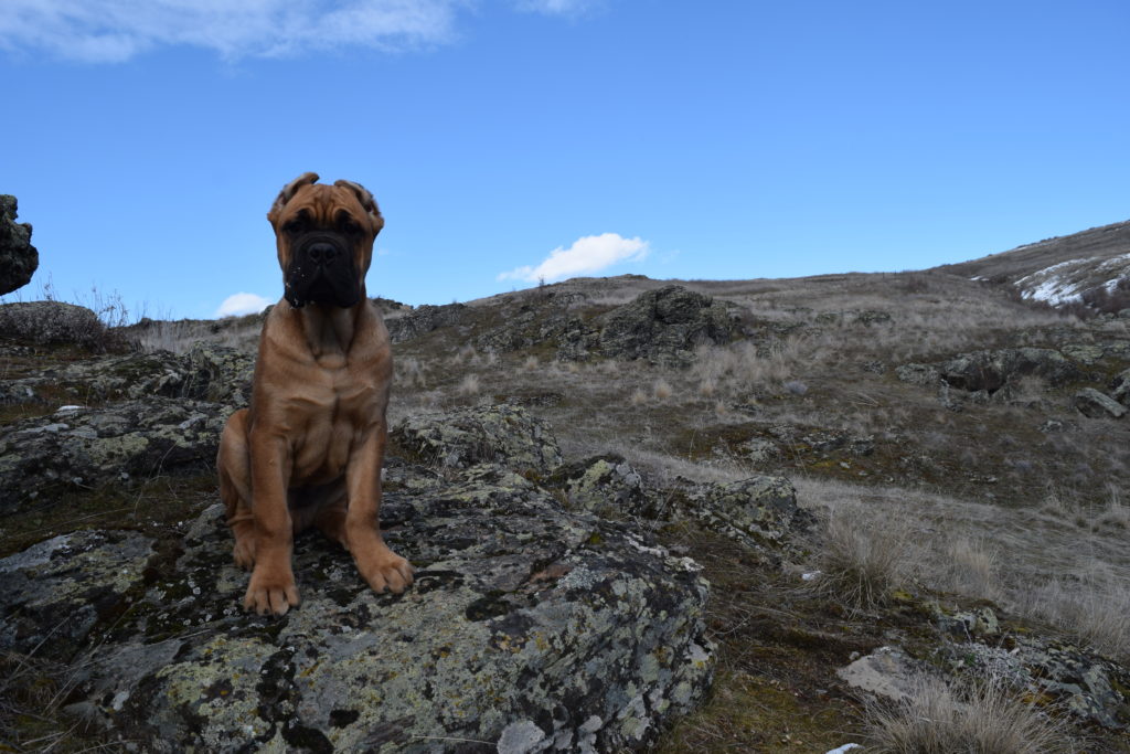 GCh Ch NorthWood’s Wrong Side of Heaven “Heathen” Cane Corso photo