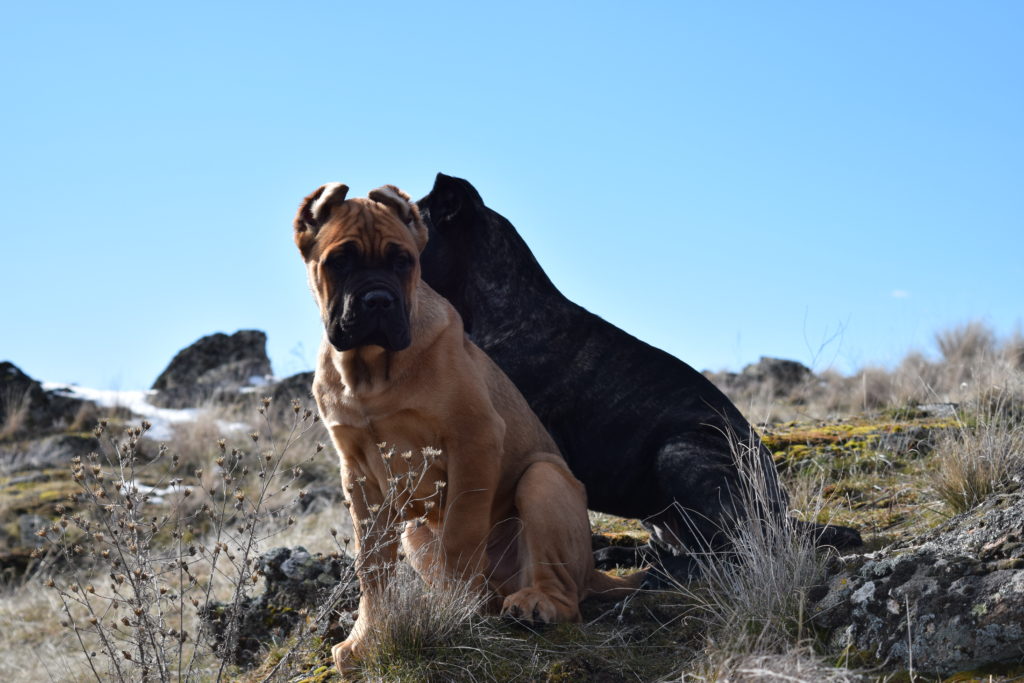 GCh Ch NorthWood’s Wrong Side of Heaven “Heathen” Cane Corso photo