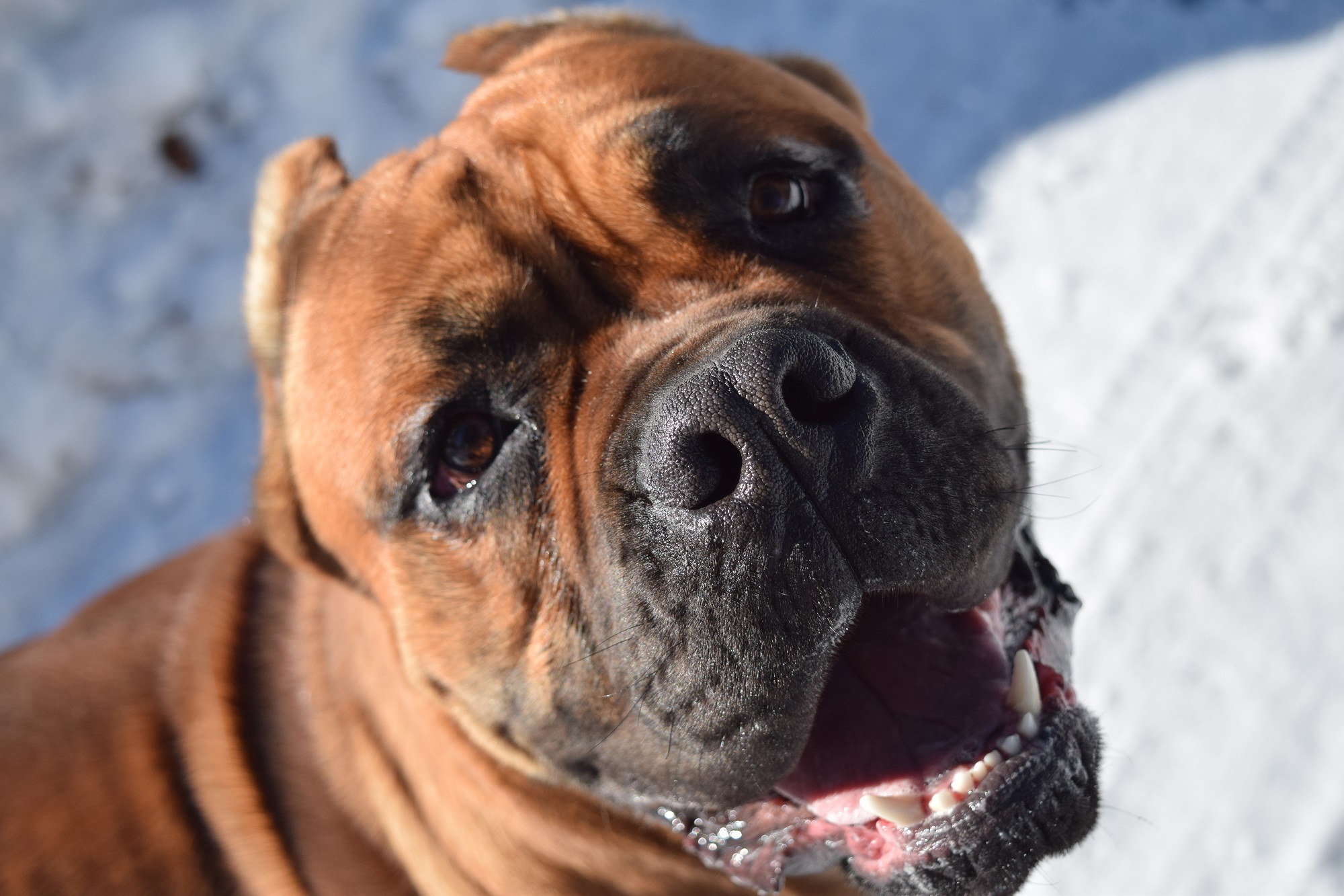GCh Ch NorthWood’s Wrong Side of Heaven “Heathen” Cane Corso photo