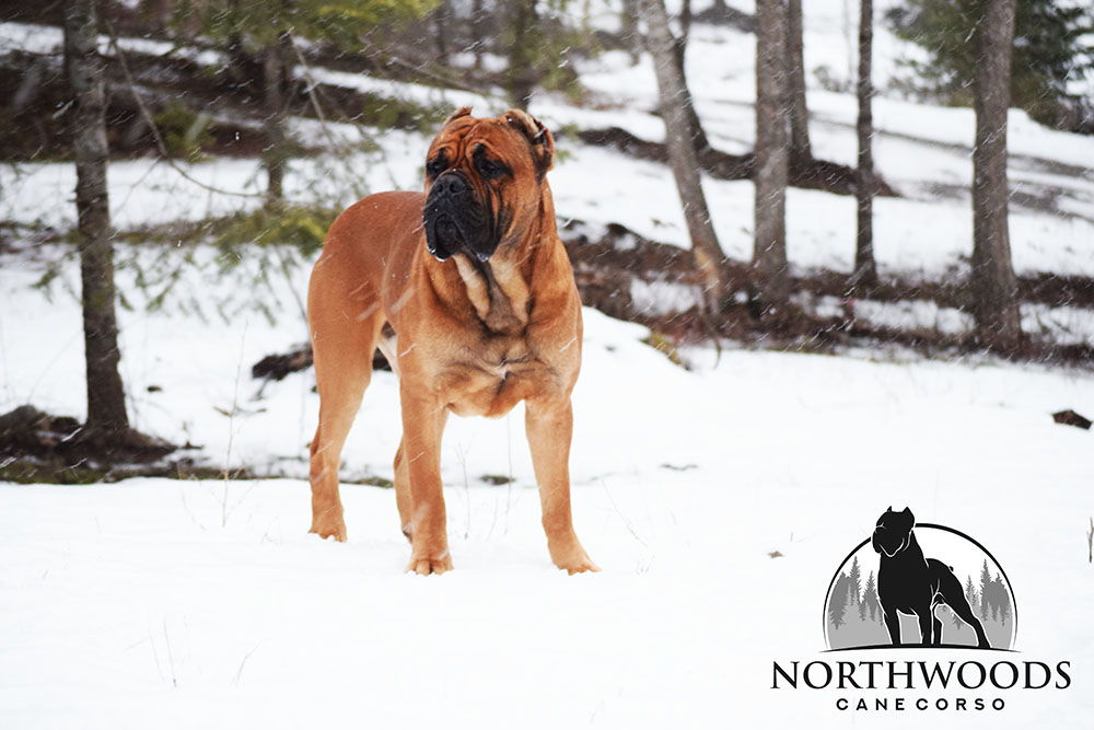 View NorthWoods males
