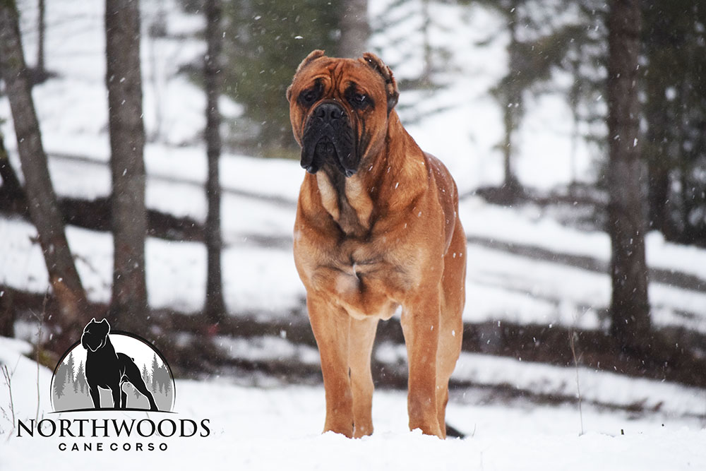 GCh Ch NorthWood’s Wrong Side of Heaven “Heathen” Cane Corso photo