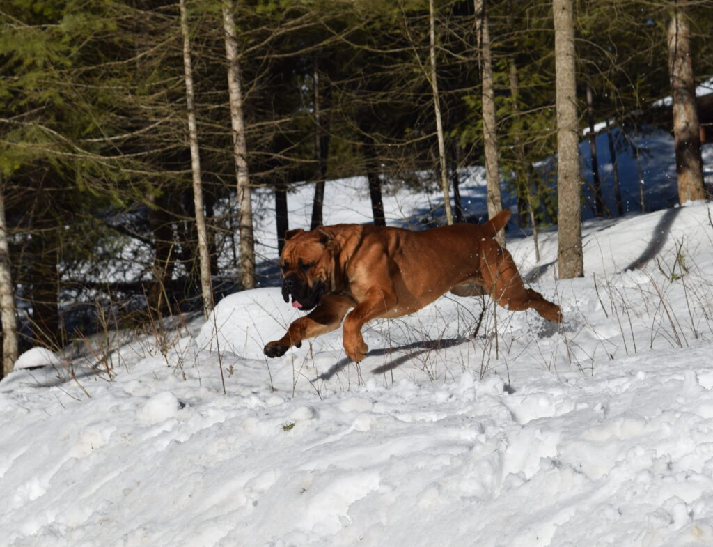 GCh Ch NorthWood’s Wrong Side of Heaven “Heathen” Cane Corso photo