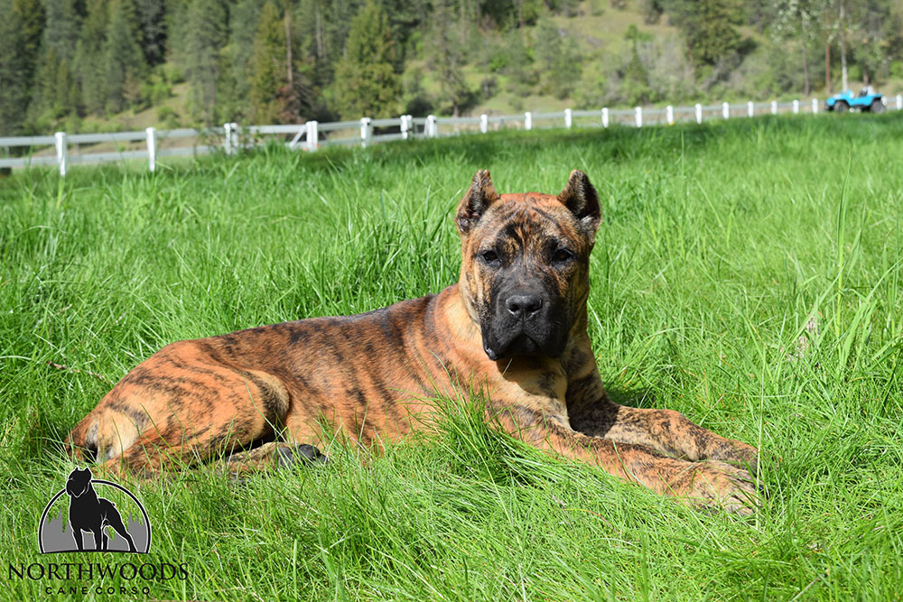 AKC Ch. NorthWood’s Rise n’ Shine with CastleGuard “Ray” Cane Corso photo