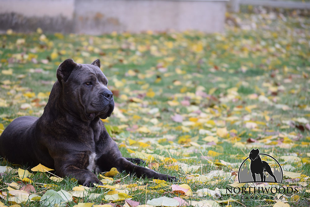 NorthWood’s Don’t Poke da Bear “Polar” Cane Corso portrait