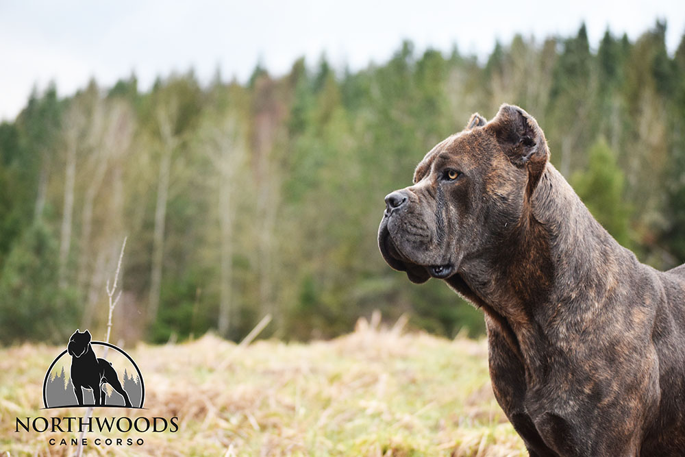 NorthWood’s The Sweetest Things in Life w/ CastleGuard “Cupcake” Cane Corso photo