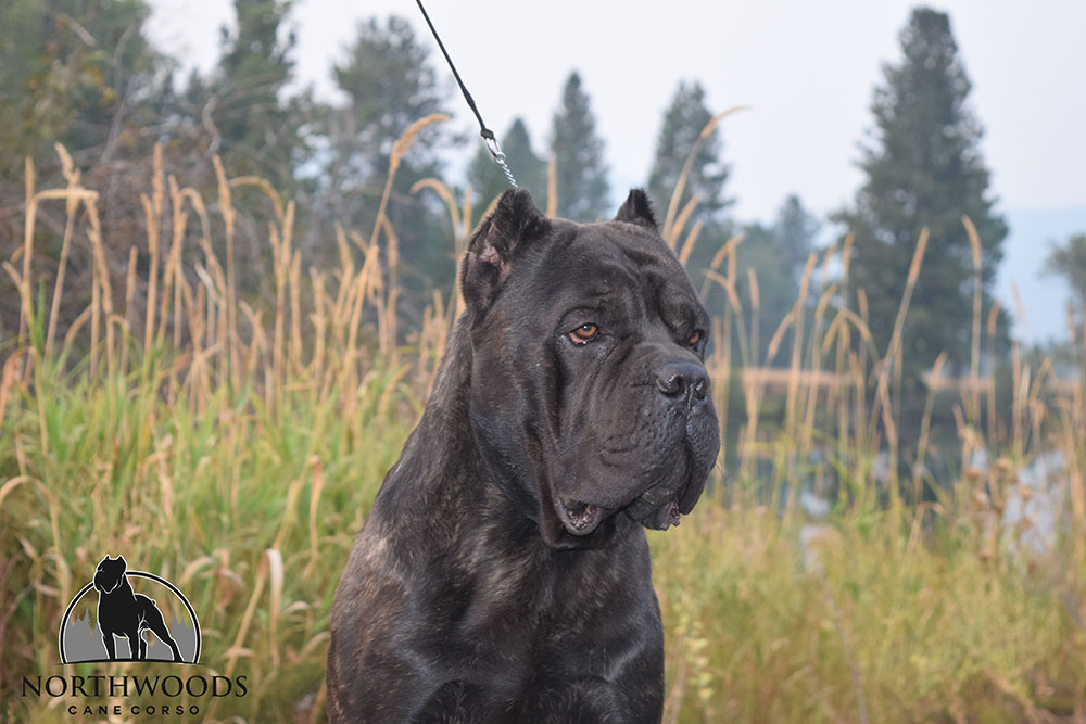 NorthWood’s Fancy Like “Walker” Cane Corso photo