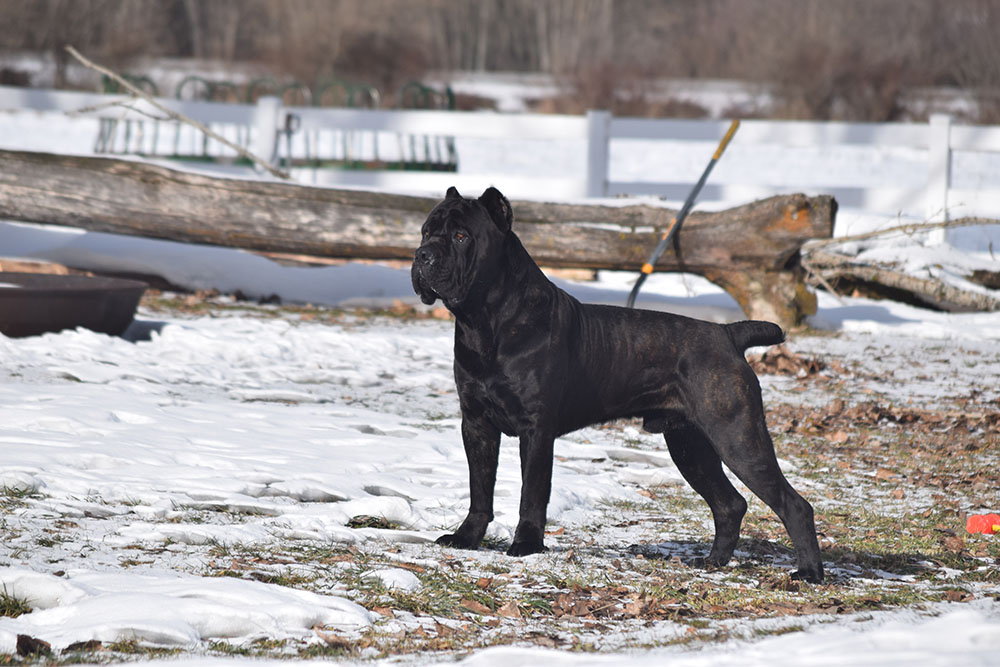 AKC Champion Serafina’s Break the Chains “Essex” Cane Corso photo