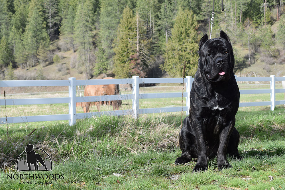 NorthWood’s This Is Me “Sarge” Cane Corso portrait