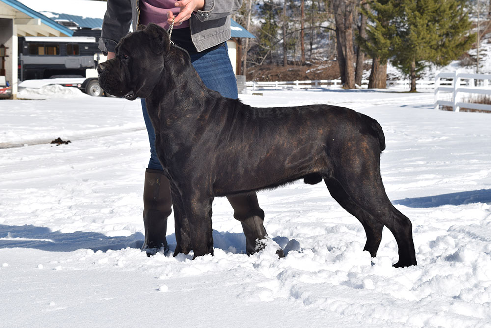 AKC Champion Serafina’s Break the Chains “Essex” Cane Corso portrait