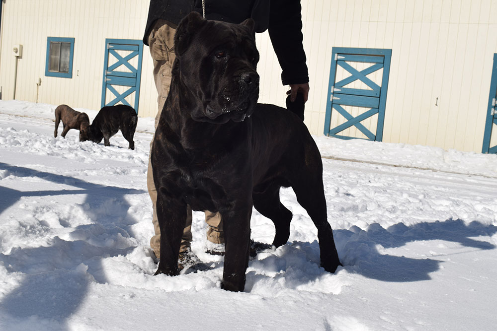 AKC Champion Serafina’s Break the Chains “Essex” Cane Corso photo