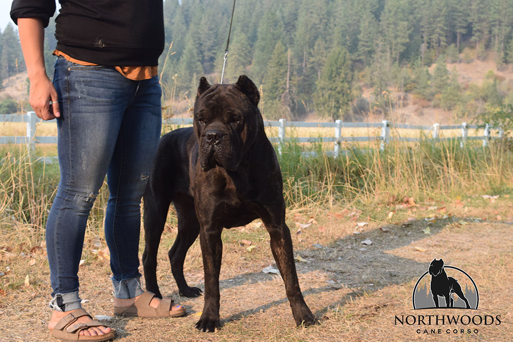 NorthWood’s Fancy Like “Walker” Cane Corso photo