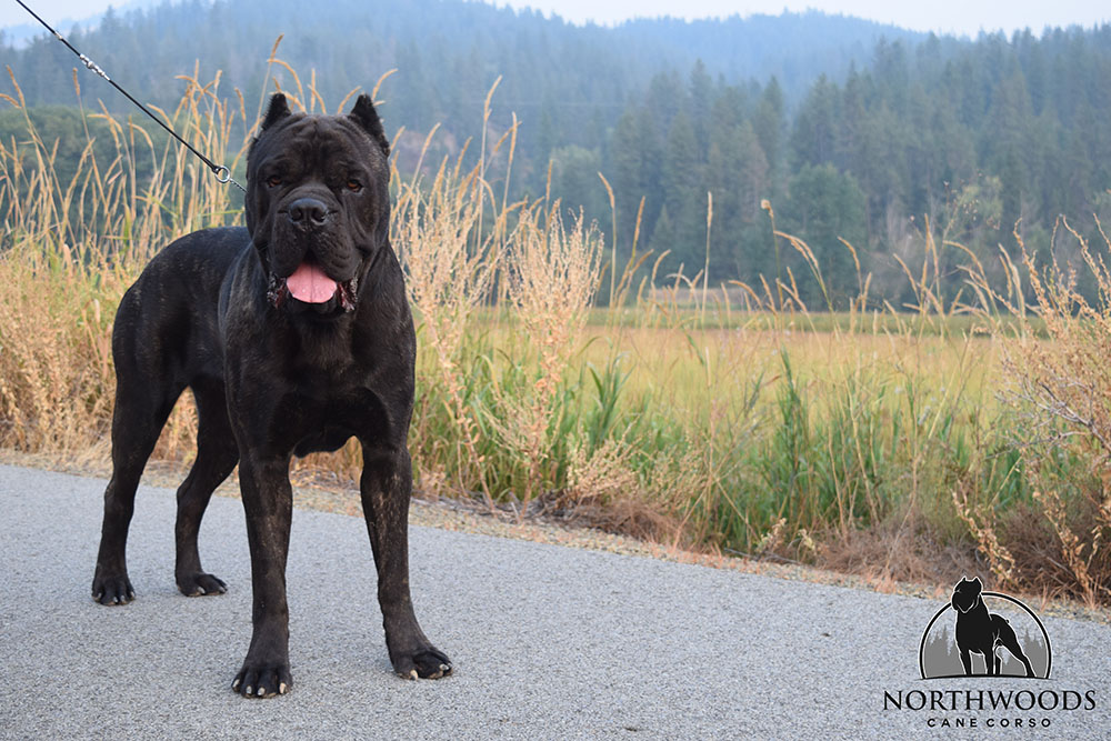 NorthWood’s Fancy Like “Walker” Cane Corso photo