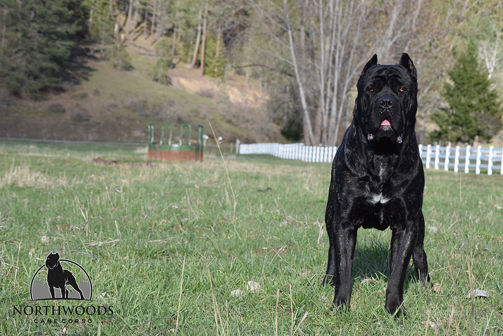 NorthWood’s This Is Me “Sarge” Cane Corso photo
