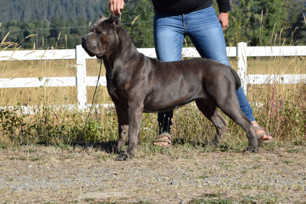 NorthWood’s Don’t Poke da Bear “Polar” Cane Corso photo