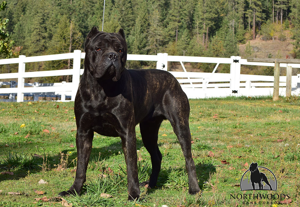 NorthWood’s Fancy Like “Walker” Cane Corso portrait