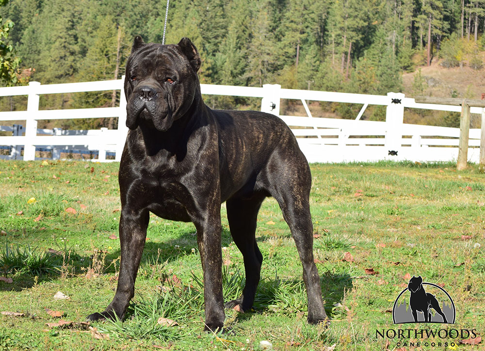 NorthWood’s Fancy Like “Walker” Cane Corso photo
