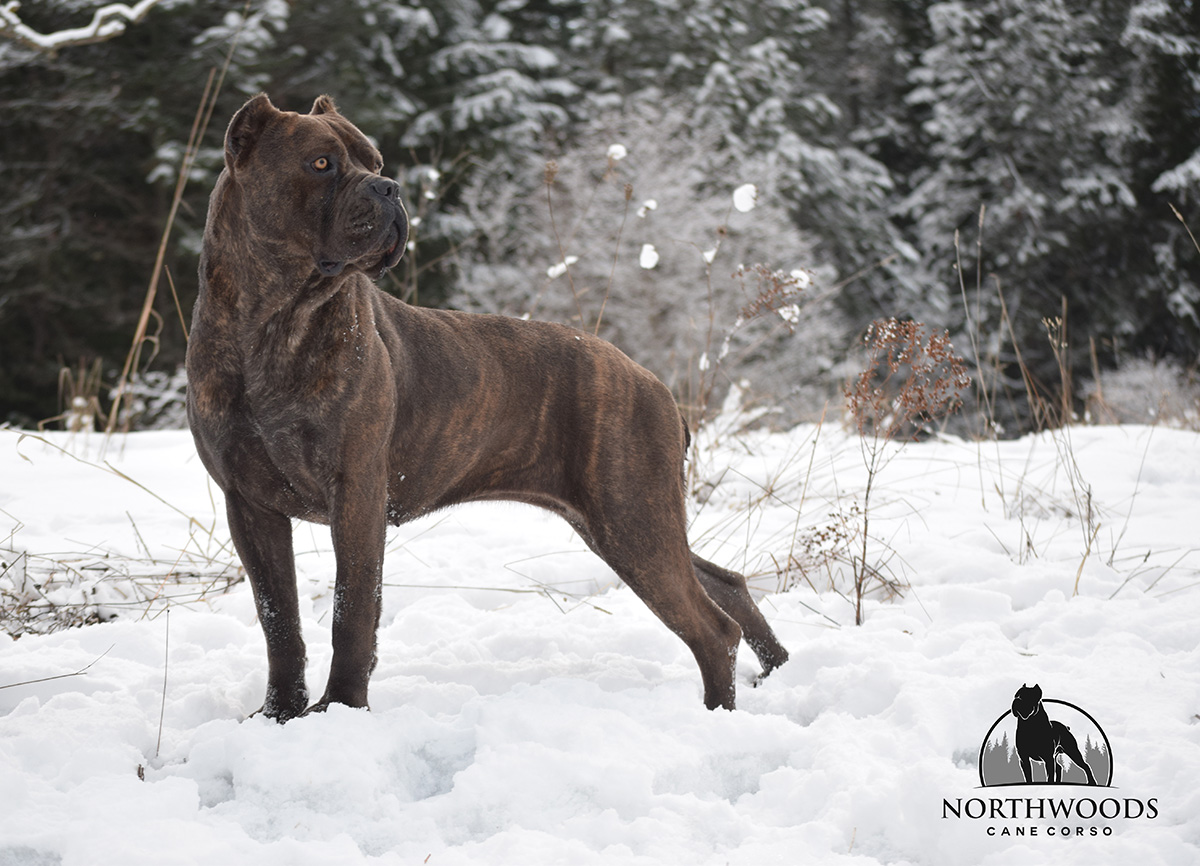 NorthWood’s The Sweetest Things in Life w/ CastleGuard “Cupcake” Cane Corso portrait