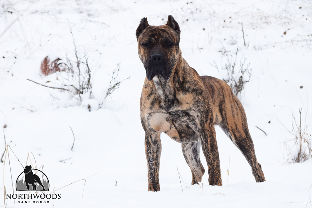 AKC Ch. NorthWood’s Rise n’ Shine with CastleGuard “Ray” Cane Corso photo